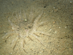 Harenactis attenuata