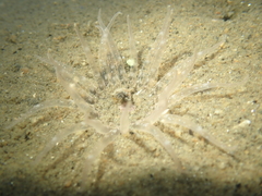 Harenactis attenuata