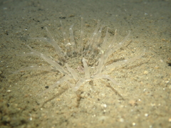 Harenactis attenuata