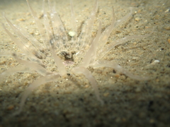 Harenactis attenuata