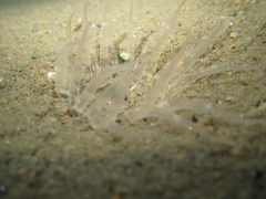 Harenactis attenuata