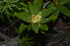 Xanthostemon