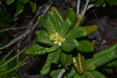 Xanthostemon