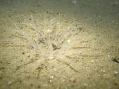 Harenactis attenuata