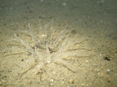 Harenactis attenuata