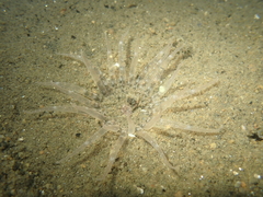 Harenactis attenuata