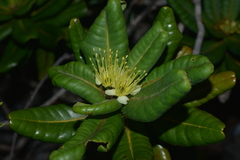 Xanthostemon
