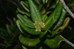Xanthostemon