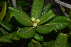 Xanthostemon