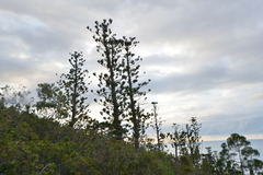 Araucaria scopulorum