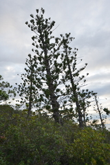 Araucaria scopulorum