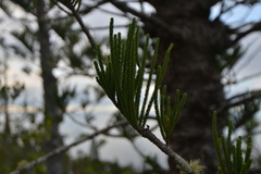 Araucaria scopulorum