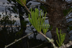 Araucaria scopulorum