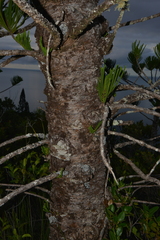 Araucaria scopulorum