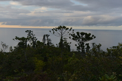 Araucaria scopulorum