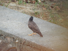 Acridotheres tristis