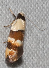 Euphiltra eroticella