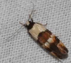 Euphiltra eroticella