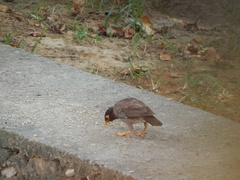 Acridotheres tristis