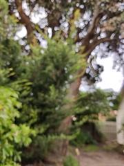 Opodiphthera eucalypti