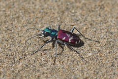 Cicindela coerulea nitida