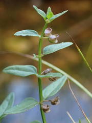 Scutellaria minor