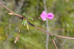 Indigofera sp14