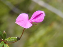 Indigofera sp14