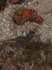 Rhynchocinetes serratus