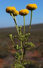 Oncosiphon grandiflorus