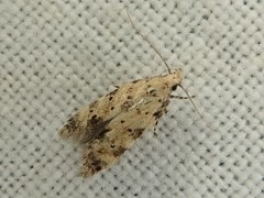 Pseudotelphusa acrobrunella