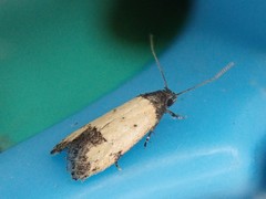 Tyrolimnas anthraconesa