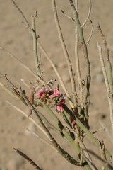 Indigofera nudicaulis