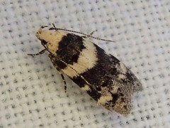 Pseudotelphusa incognitella