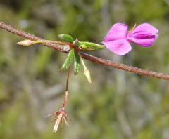 Indigofera sp14
