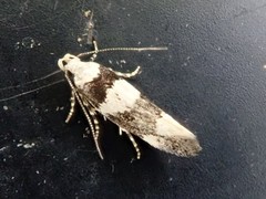 Pseudotelphusa incognitella