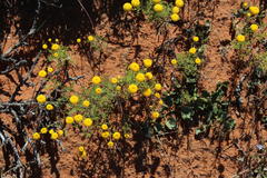 Oncosiphon grandiflorus