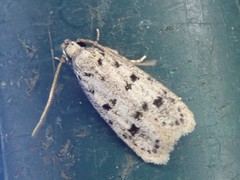 Semnolocha pachysticta