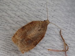 Choristoneura longicellana