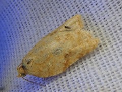 Acleris affinatana