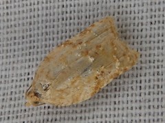 Acleris affinatana