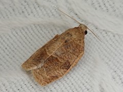 Choristoneura longicellana