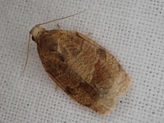 Choristoneura longicellana