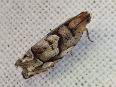 Coenobiodes granitalis