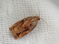 Archips oporana