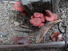 Tubaria rufofulva