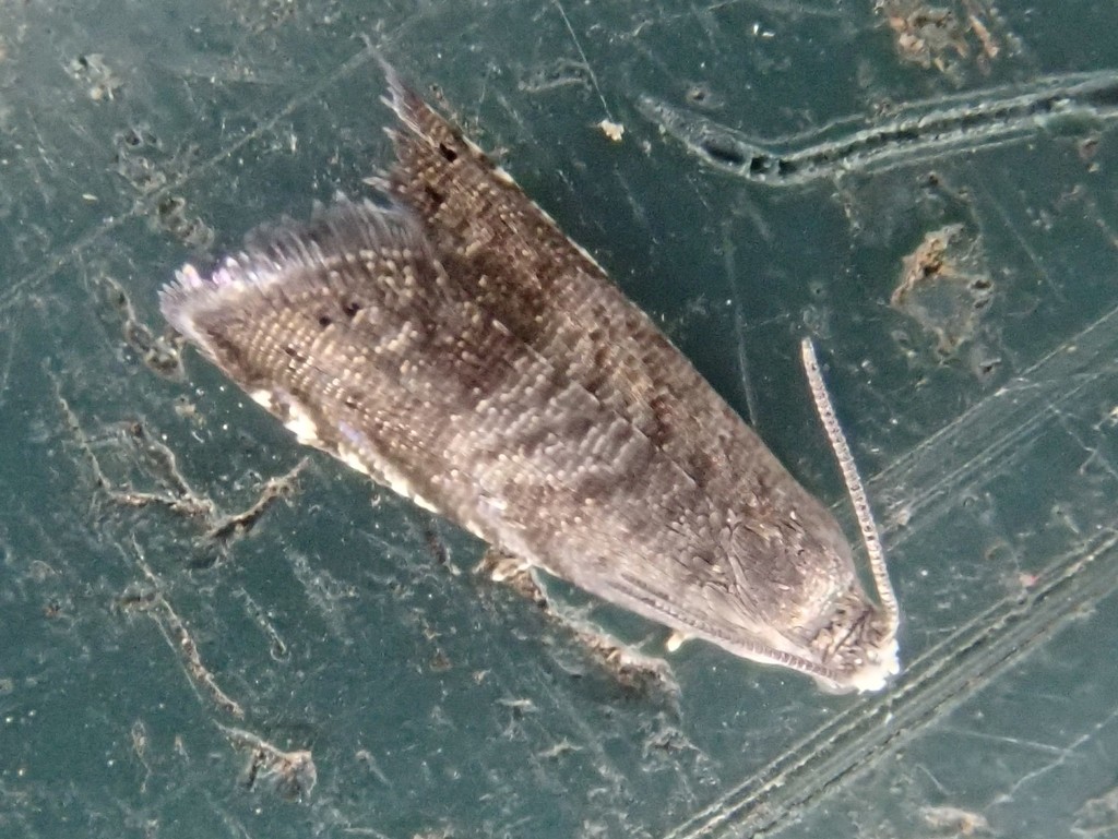 Ephippiphora scintillana