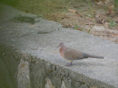 Streptopelia senegalensis