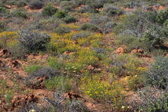 Oncosiphon grandiflorus