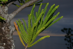 Araucaria scopulorum
